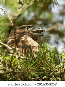 Close Up of a Hawk Perched in a Pine Tree Looking Up