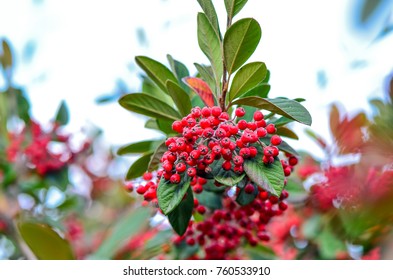 Close Up Hawthorn Berry