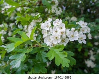 Close Up Of A Hawthorn Hedge - Hedgerow Plant (Crataegus Monogyna) In Full Blossom During The Spring Season.