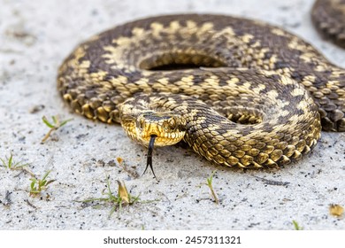 Close up head of an Adder, Vipera berus, in attack position on a light sandy surface with black forked tongue sticking out of the mouth and beautiful yellow gold scales and black zigzag pattern