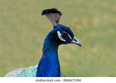 Close Up Head Of Adult Beautiful Peacock, Exotic Bird, Zoo