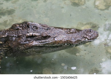 Close Up Head Aligator On The Water