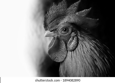 A close up of the head of a beautiful dwarf chicken.