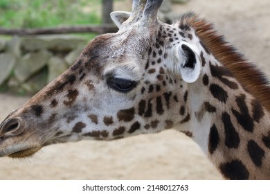 A Close Up Of The Head Of A Beautiful Giraffe With Long Eye Lashes, And Brown Mane