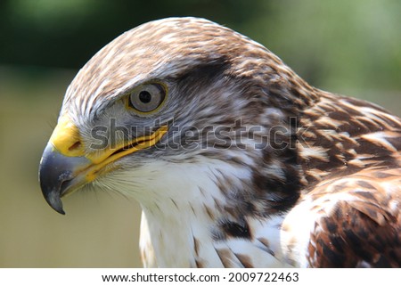 Close up of the head of a bird of prey