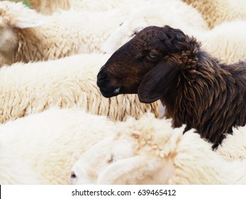 Close Up Head Of Black Sheep In The Flock Of White Sheeps