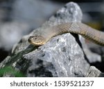 A close up of the head of a brown mottled adult Northern water snake basking on a gray rock on a sunny day