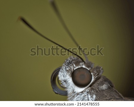 Similar – Image, Stock Photo Garden snail V Leaf