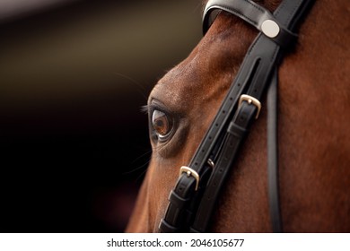 Close up of the head of a calm horse. Macro photography of horse eye. Iris eye stallion. Landscape is mirrored in the curvature of the eye. Focus on the lashes