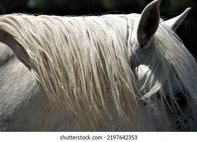 Close Up Of The Head Of A Camargue Horse