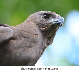 Close up head of a Changeable Hawk-Eagle

