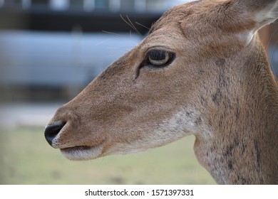 Close up of head of a deer. 