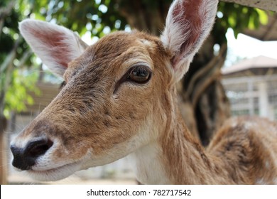 Close up head deer 
