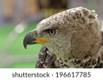 Close up head of eagle