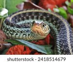 Close up of the Head of a Eastern Garter Snake                              