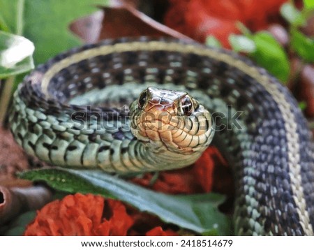 Close up of the Head of a Eastern Garter Snake                              