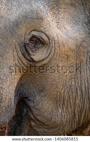 Similar – proboscidean Elephant Old