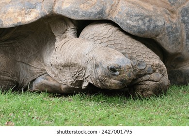 Close up of the head and face and front of a Aldabra giant tortoise