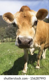 Close Up Of Head And Face Of A Jersey Cow On A Farm