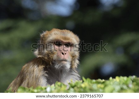 A close up of the head and face of a male Indian Himalayan Macaque monkey 