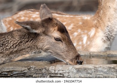 292 Elk drinking water Images, Stock Photos & Vectors | Shutterstock