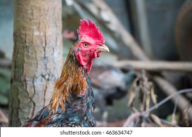 Close up head fighting cock in Thailand. - Shutterstock ID 463634747