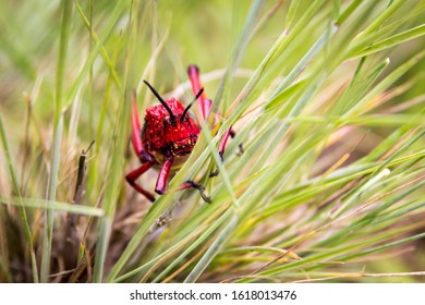 Close Up Of The Head Of A Gaudy Grasshopper (Phymateus Morbillosus; Family: Pyrgomorphidae) Colored In Red And Yellow, Sitting In The Grass, Drakensberg, South Africa