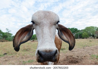 Close up head of gir cattle on pasture. Curious cow of Indian origin in the countryside of Brazil.
Dairy cattle for milk production and beef. Gir cattle in Brazilian rural farm.