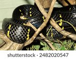 Close up head Gray banded cat-eye snake