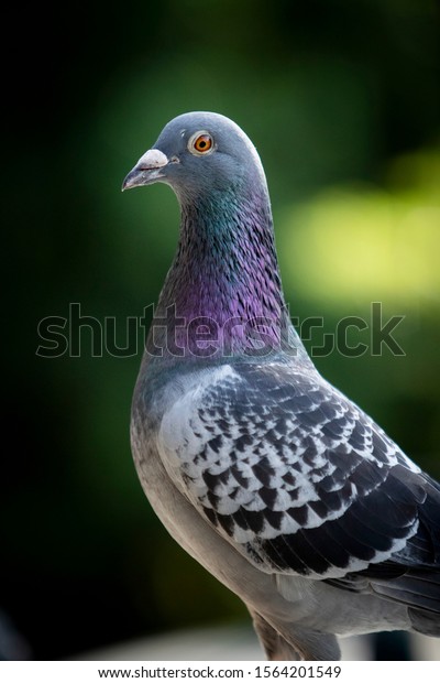 close up head of homing pigeon against green\
blur background