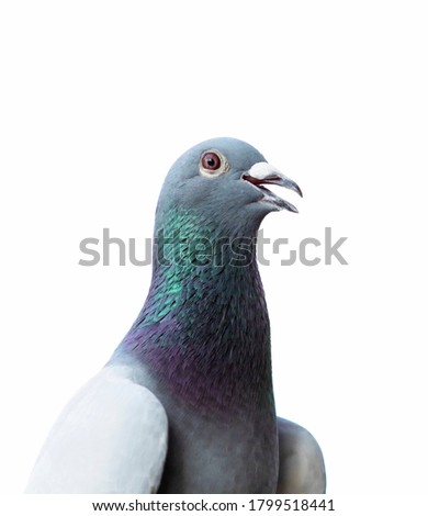 Similar – Image, Stock Photo city bird Animal Bird