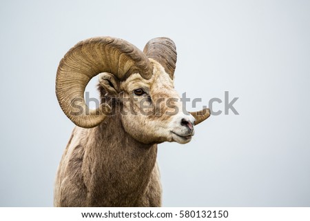 Close up of head and horns of a wild big horned sheep in Southern Canada. Background is a neutral grey fog over a lake.