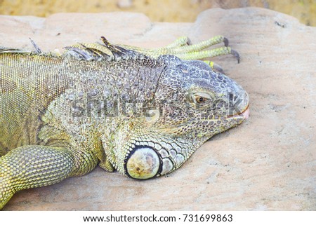 close up head of iguana