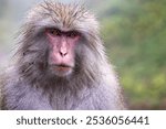 Close up of head of a Japanese Macaque or snow monkey with wet fur in the steaming hot spring water at Yudanaka, Japan