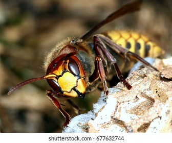 Close up of the head and jaws or European hornet worker (Vespa crabro) constructing a hornet's nest.