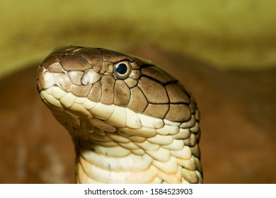 Close Head King Cobra Dangerous Snake Stock Photo 1584523903 | Shutterstock