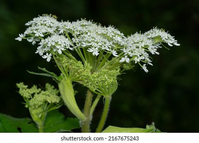 Close up of the head of a large Common Cow Parsnip flower. Also known as Indian Celery, Indian Rhubarb, and Pushki. Taylor Creek Park, Toronto, Ontario, Canada.