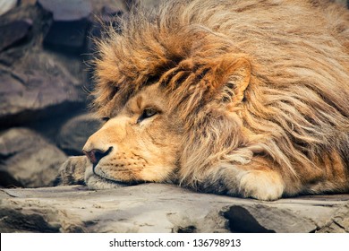 Close up of head of a Male Lion resting