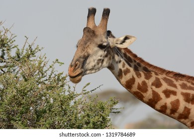 Close Up Of The Head And Neck Of A Masai Giraffe Browsing In A Thorny Acacia Tree. Serengeti National Park, Tanzania.