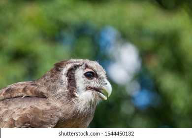 Close up of the head and neck of an milky eagle owl.
