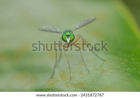 Close up head on shot of a  Dolichopodidae ( long legged flies ) sitting on  a green leaf, showing her green eyes. Probably Genus Chrysosoma.