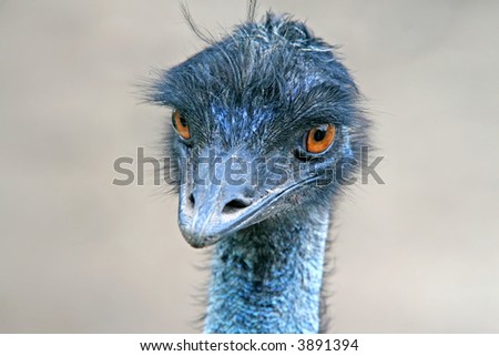 Similar – In the sights of the emus