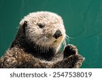 Close up Head Of Otter