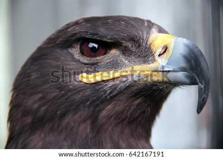 Close up head portrait of a golden eagle. It is the most widely distributed species of eagle.