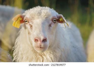 Close up head portrait of a white sheep outdoors in summer sunlight, looking at the camera