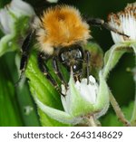 close up of the head and proboscis of a Bumblebee collection nectar from flowers