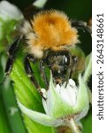close up of the head and proboscis of a Bumblebee collection nectar from flowers