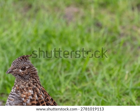 Close up of the head of ruffed grouse