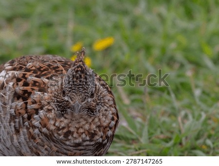 Close up the head of a ruffed grouse
