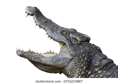 Close up head salt crocodile on white background have path